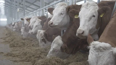 Cows on the farm. Slow motion Stock Footage 235604053