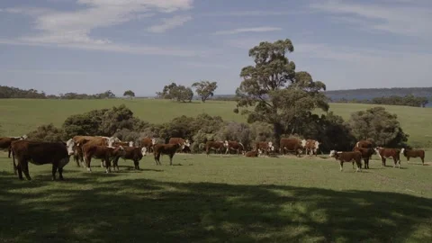 Cows farm Tasmania Stock Footage 229366164