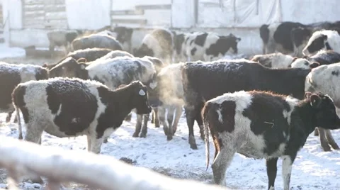 Cows on a farm in winter Stock Footage 60942233
