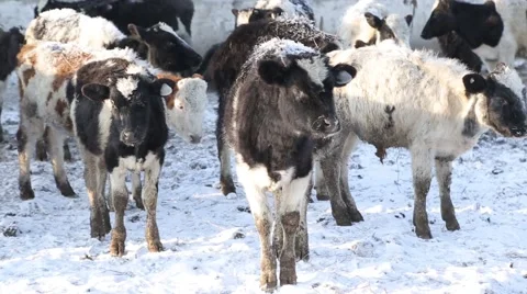 Cows on a farm in winter 스톡 동영상 60942302