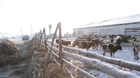 Cows on a farm in winter 스톡 동영상 60942311