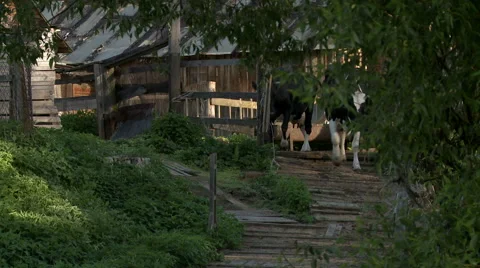 Cows on the farm yard Stock Footage 68786321