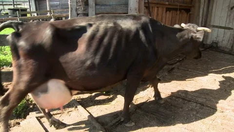 Cows on the farm yard Stock Footage 73578902