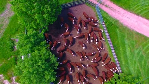 Cows in a farm yard 스톡 동영상 84121783