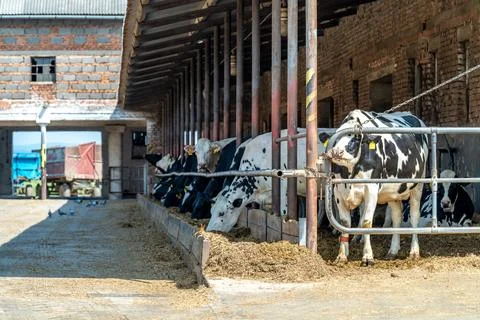 Cows in the farm yard Stock-Fotos