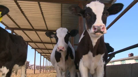 Cows on the farm1 Stock Footage 55516182