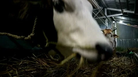 Cows farming Stock-Footage 331814943