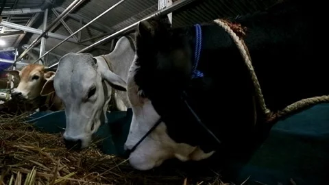 Cows farming Stock-Footage 331815080