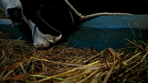 Cows farming Stock Footage 331815127