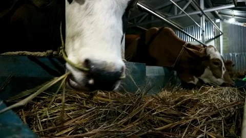 Cows farming Stock-Footage 331815130