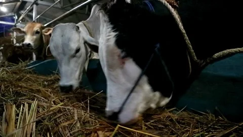 Cows farming Stock Footage 331815137