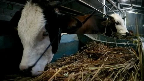 Cows farming Stock-Footage 331815189