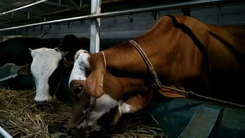 Cows farming Stock-Footage 331816123