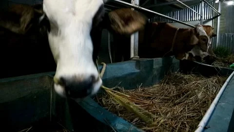 Cows farming Stock-Footage 331816130