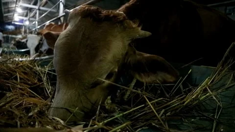 Cows farming Stock-Footage 331816132