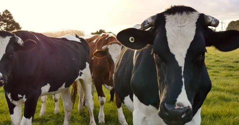 Cows on farmland Stock Footage 68897100