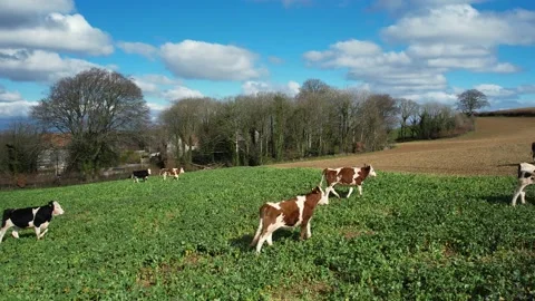 Cows on Farmlands and Fields in spring from a drone, Devon, England Stock Footage 234397980