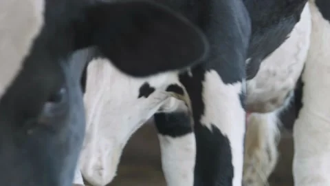Cows that feed on the dairy farm on a modern farm. Balanced feed. Stock Footage 133434331