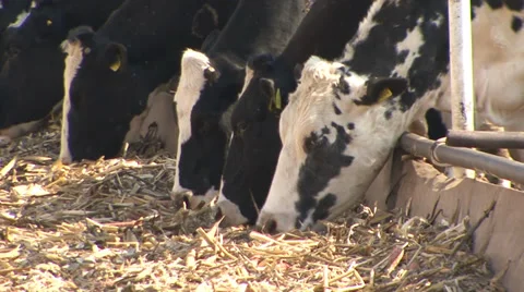 Cows feed Stock Footage 39671580
