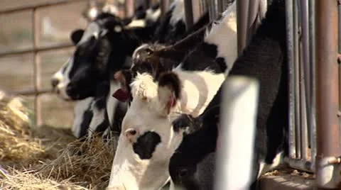 Cows feeding 1 Stock Footage 8931814