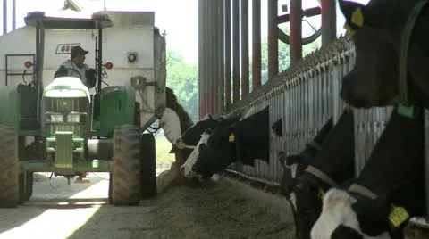 Cows feeding 1 動画素材 10972996