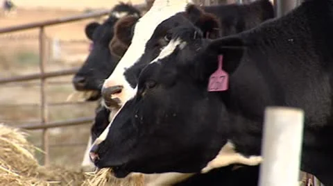 Cows feeding 2 Stock Footage 8931792