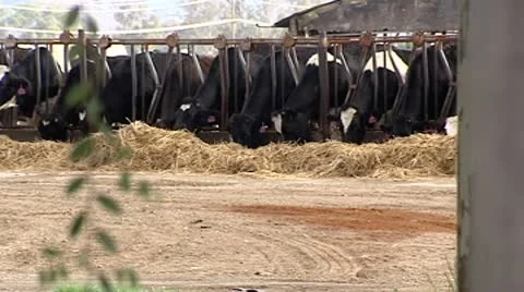 Cows feeding 3 Stock Footage 8931786