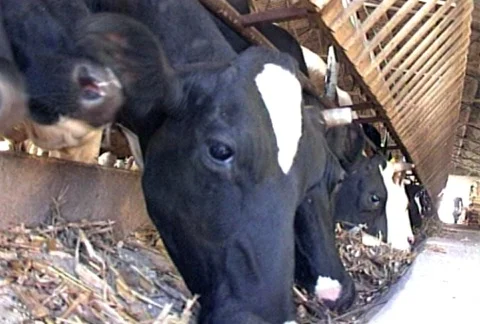 Cows Feeding in a Barn Stock Footage