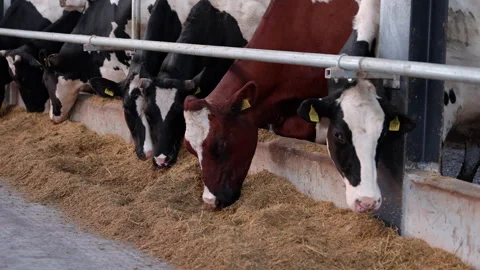 Cows feeding in a barn, showcasing a close-up view of their eating behavior Stock Footage 323231940