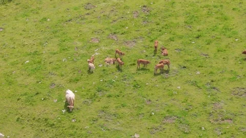 Cows feeding on a broad grassy pasture. Aerial views shot with a drone. Eco.. Stock Footage 280251375