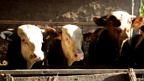 Cows Feeding in Farm Video stock 99551918