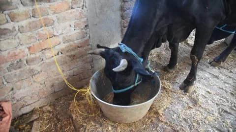 Cows Feeding in the Farm Stock Footage 268385041