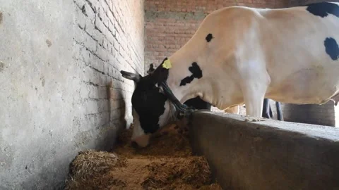 Cows Feeding in the Farm Stock Footage 268385080