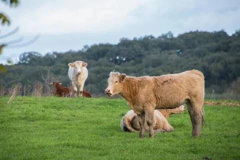 Cows feeding in the field Stock Photos