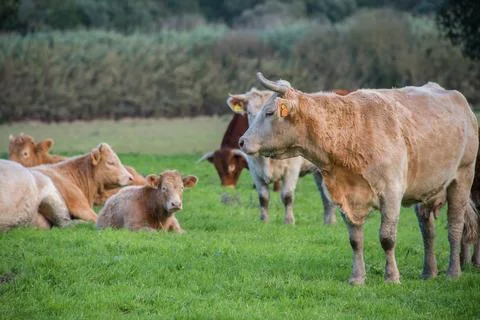 Cows feeding in the field Stock Photos