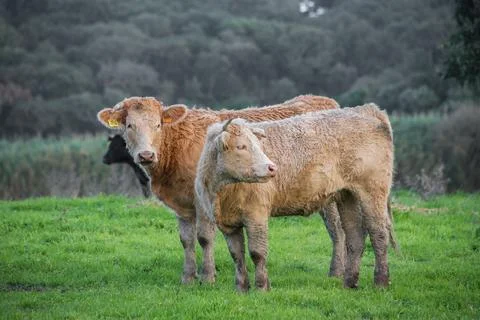 Cows feeding in the field Foto stock