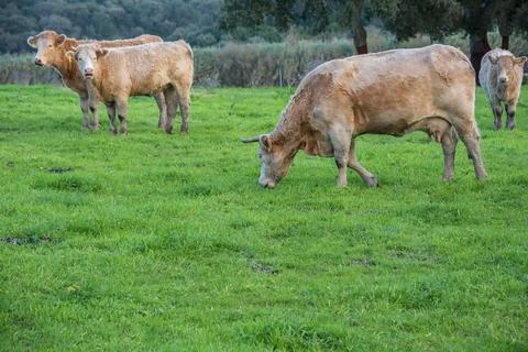 Cows feeding in the field Stock Photos