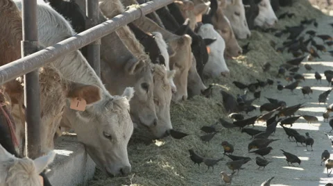 Cows Feeding Stock Footage 52330360