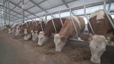 Cows on feeding Видео 232653773