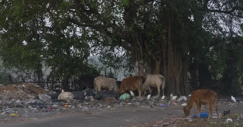Cows Feeding on Garbage in Goa, India Stock Footage 52306012