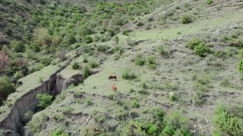 Cows feeding on grass in the mountains Stock Footage 195992725