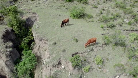 Cows feeding on grass in the mountains Stock Footage 195992737