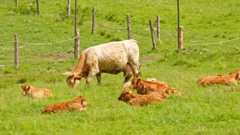 Cows feeding on a large grassy field with mountain scenery. Sustainable agr.. Stock Footage 278023694