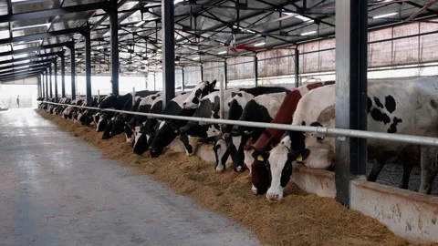 Cows feeding in a modern barn, showcasing a continuous scene with a gradual Stock Footage 323232143