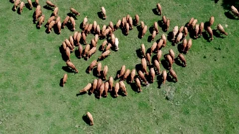 Cows feeding on the pasture, drone view Stock Footage 281968506