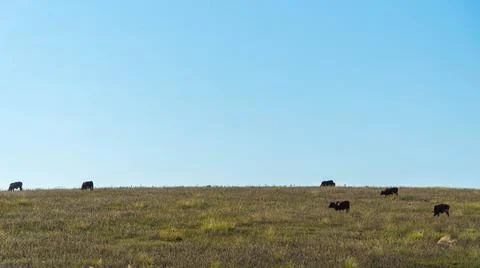 Cows feeding in pasture fields Stock Photos