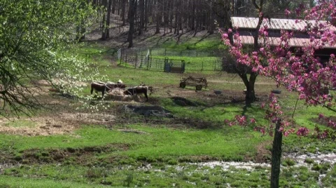 Cows feeding in pasture in spring Stock Footage 365380