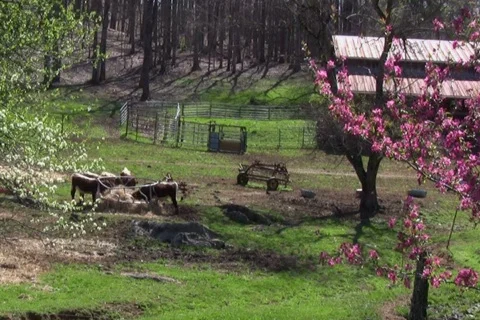 Cows feeding in pasture in spring Stock Footage 365684