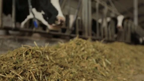 The cows in the feeding pen eating hay from finishing feeder Stock Footage 73555403