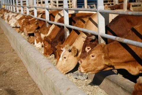 Cows feeding Stock Photos